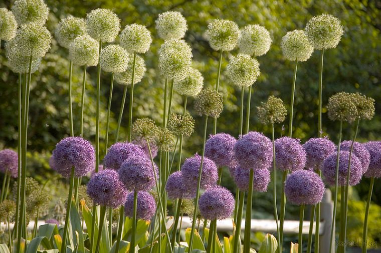 800px-Flowers_at_Brooklyn_Botanical_Garden